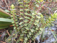 Veronica pauciramosa