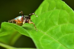 Siler semiglaucus