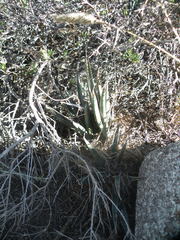 Sansevieria aethiopica