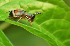 Siler semiglaucus