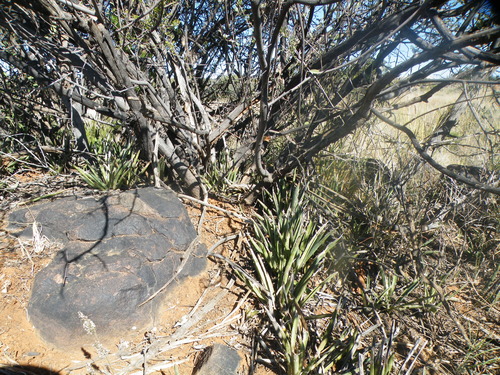 Image of Sansevieria aethiopica by (c) Antoinette Eyssell Knox, some rights reserved (CC BY-SA)