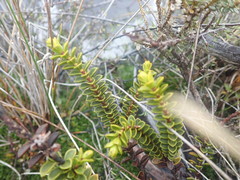 Veronica pauciramosa