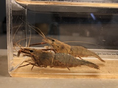 Macrobrachium asperulum