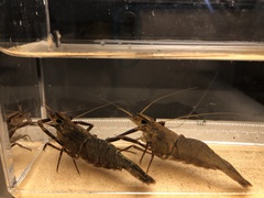 Macrobrachium asperulum