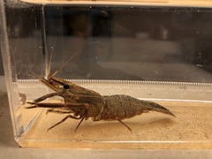 Macrobrachium asperulum
