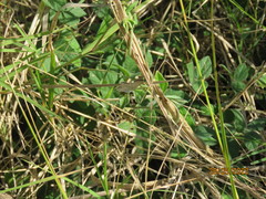 Euchrysops