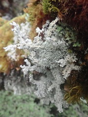 Sphaerophorus stereocauloides