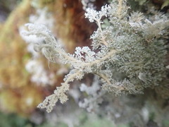 Sphaerophorus stereocauloides
