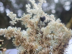 Sphaerophorus stereocauloides