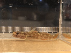 Rhinogobius changtinensis