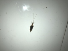 Leptoceroidea