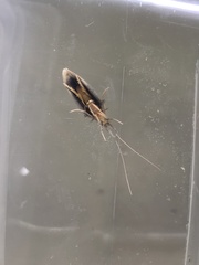 Leptoceroidea