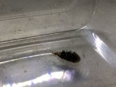 Leptoceroidea