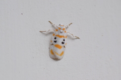 Cyana atlanteia