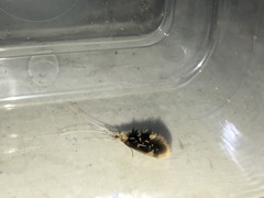 Leptoceroidea