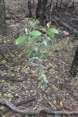 Acacia grandifolia