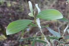 Acacia grandifolia