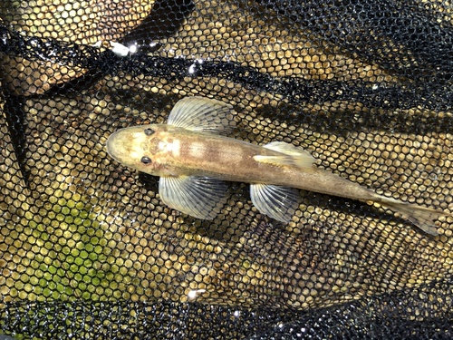 Spotted hillstream loach (Formosania stigmata) — Balitoridae