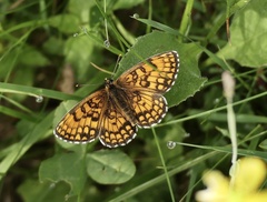 Melitaea aurelia