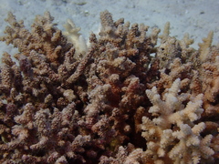 Acroporidae