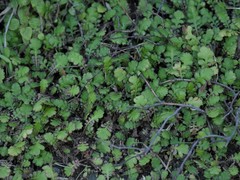 Leptinella squalida squalida