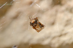 Parasteatoda lunata