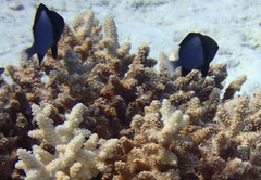 Acroporidae
