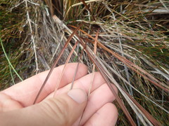 Carex punicea