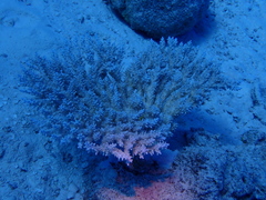 Acroporidae