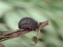 Chrysolina latecincta