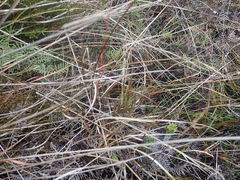 Carex punicea