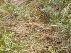 Carex punicea
