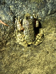 Amolops wuyiensis