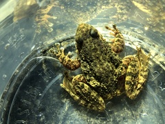 Amolops wuyiensis
