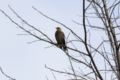 Acridotheres leucocephalus