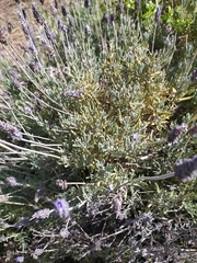 Lavandula dentata