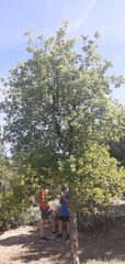 Quercus suber