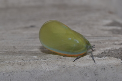 Flatida marginella