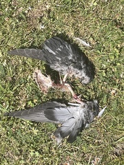 Columba livia domestica