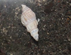 Pagodulinae