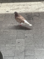Columba livia domestica