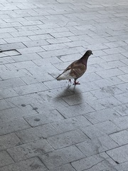 Columba livia domestica