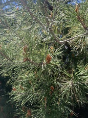 Pinus halepensis