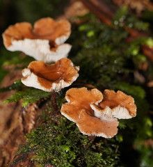 Lentinellus tasmanicus