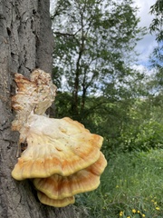 Laetiporus sulphureus