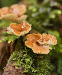 Lentinellus tasmanicus