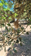 Quercus ilex