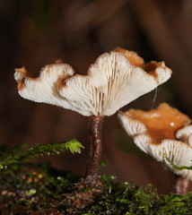 Lentinellus tasmanicus