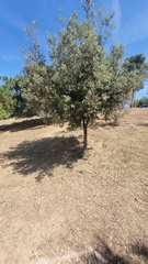 Quercus ilex