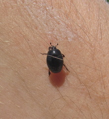 Margarinotus brunneus